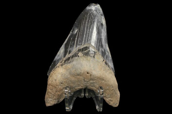 Serrated, Fossil Megalodon Tooth - Unique Patterning #78199